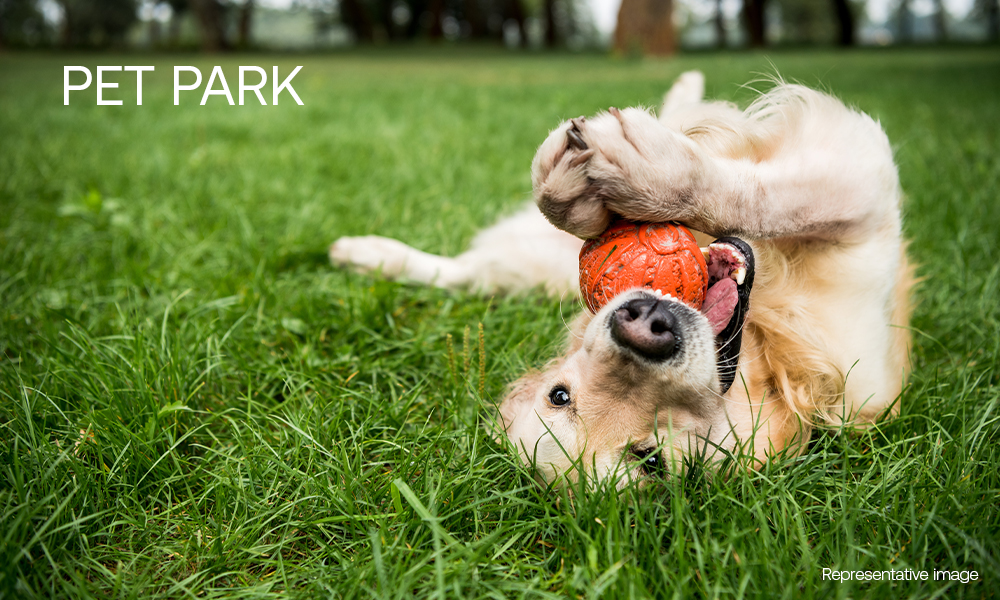 Pet park